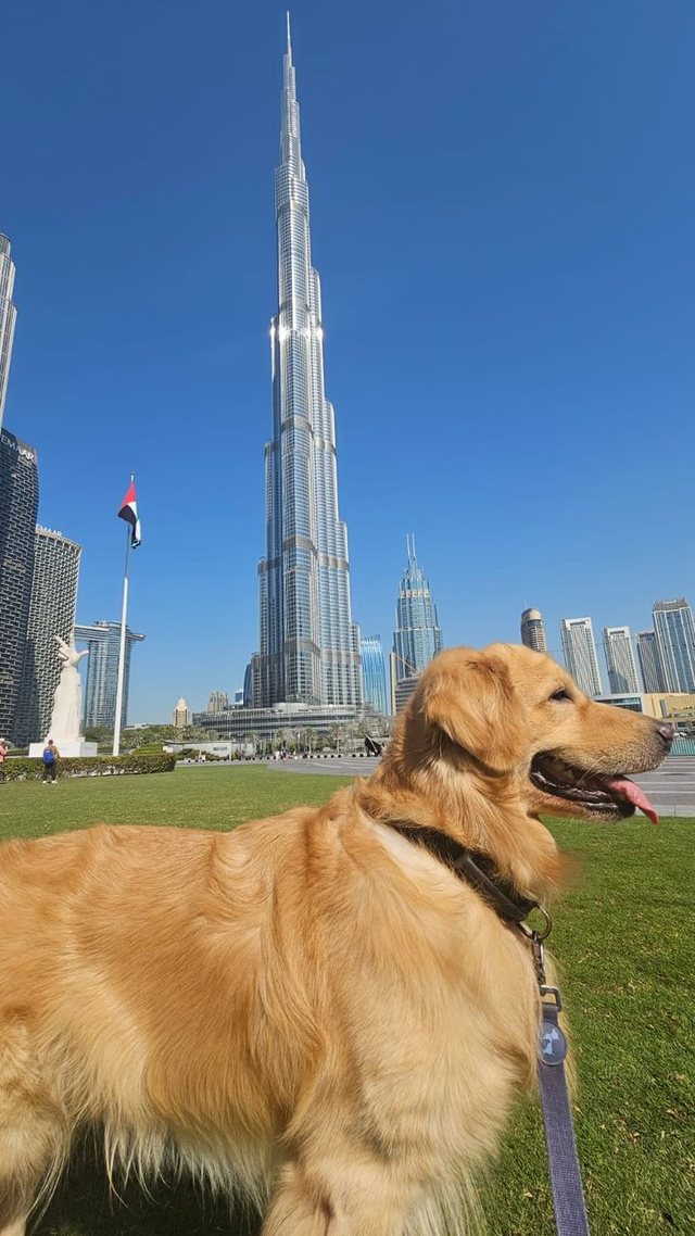 Teddy standing on grass in front of the Burj Khalifa in Dubai